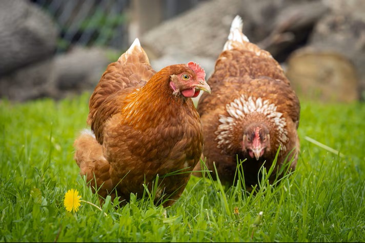 Survey Results: Backyard Hens in the Township 